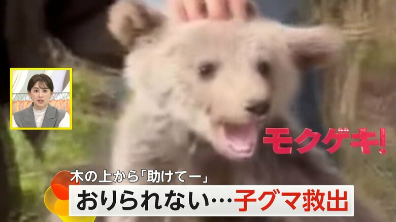 高い木に登ったまま下りられなくなった子グマ