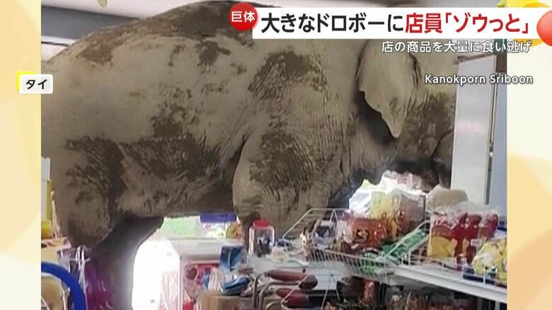 天井に背中がつくほど大きな野生のゾウによる“食い逃げ”（2日、タイの食料品店）