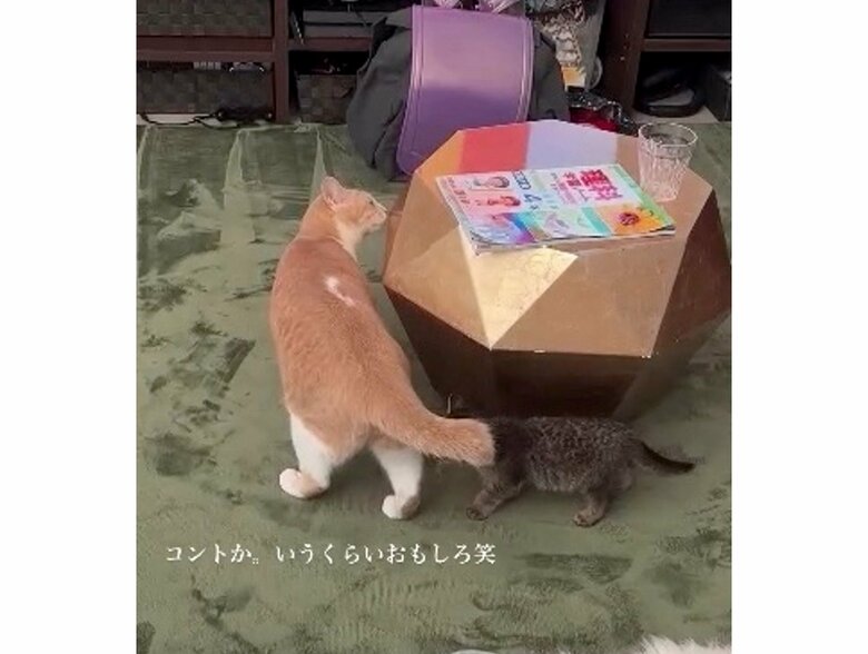 提供：たーにゃ。さん