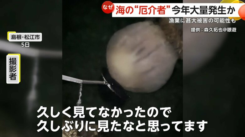 網に収まらないほどの超巨大生物「エチゼンクラゲ」