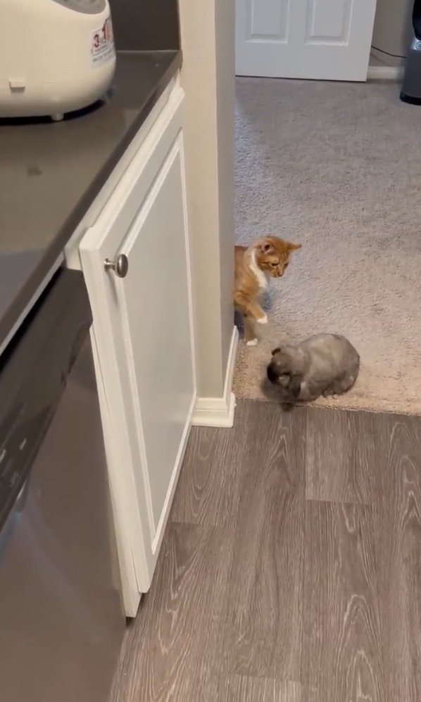 ちょっかいをかけたいアルバートくん（提供：和泉ユタカさん）