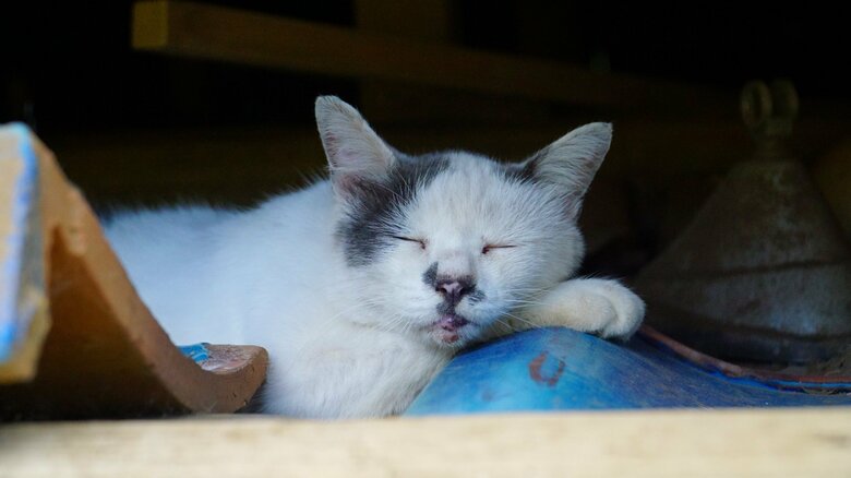 まったりなポン酢くん