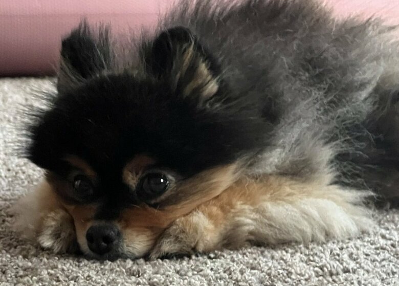 年を重ね落ち着きを見せるようになった？