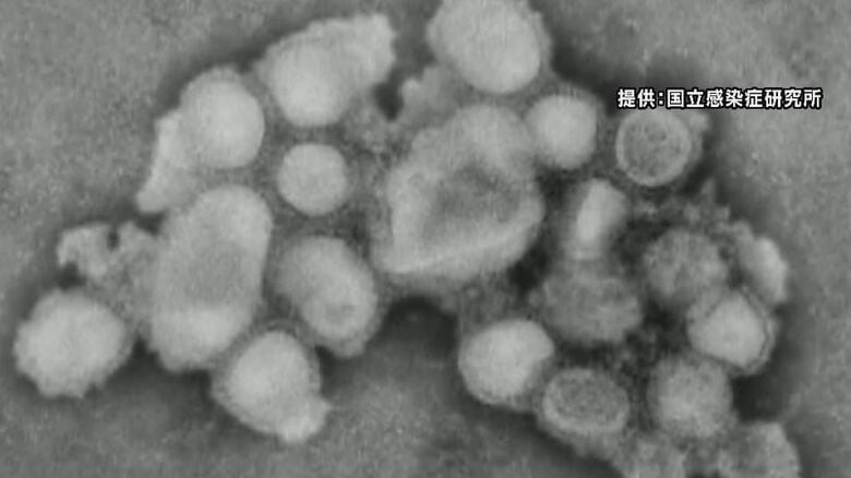 提供：国立感染症研究所