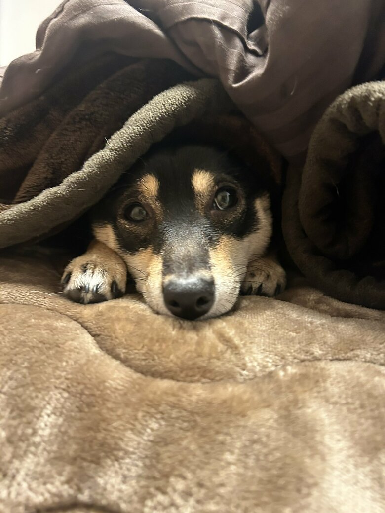 提供：豆柴ごま娘さん