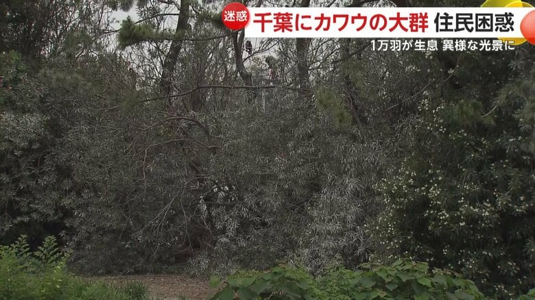 保護区内の樹木を見てみると、ところどころが真っ白になっている