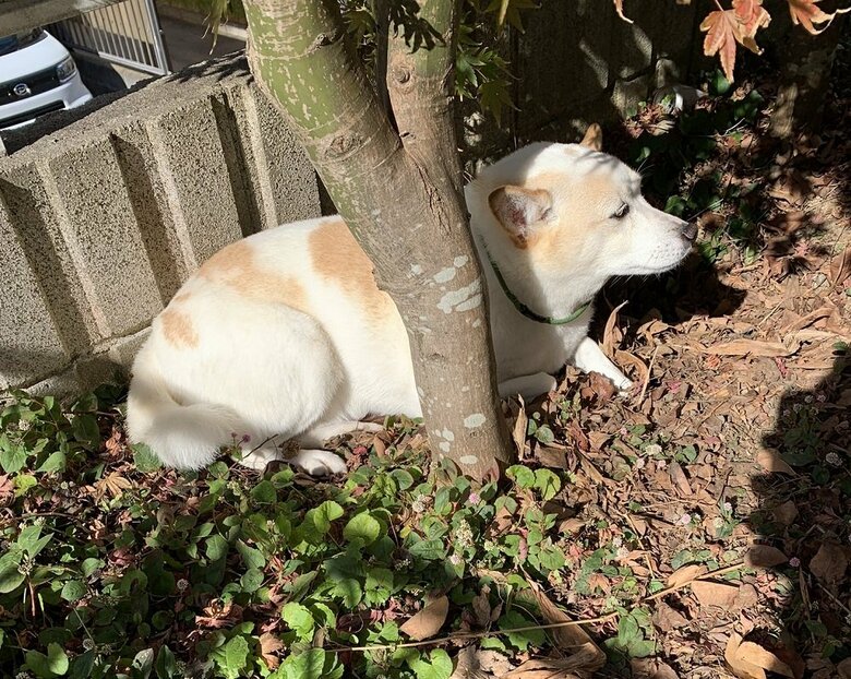 穴に入らずひなたぼっこ