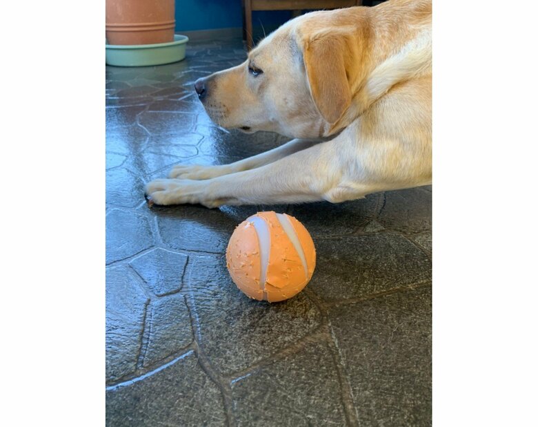 おもちゃは元に戻すとボール状になる（提供：ラブラドール ルナさん）