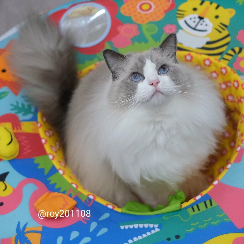 提供：ロイ(Roy)くん@ラグドールさん