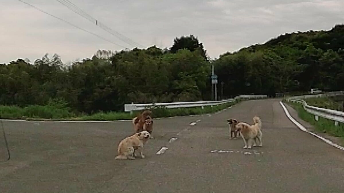 5匹のイヌが道路の真ん中に突如出現 路上でのんびり座り込む犬も 車は