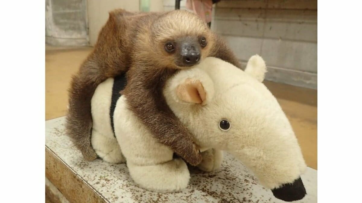 ナマケモノの赤ちゃんの体重測定が可愛すぎる…なぜコアリクイの