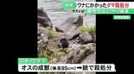 シカ捕獲用のワナに…岐阜県大垣市でツキノワグマ1頭を駆除 体長95cmのオスの成獣で現場近くに住宅地