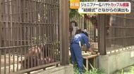 とべ動物園「ジェニファー」＆「ハヤト」そろって初のお披露目　気になって…急接近の日は近い？【愛媛】