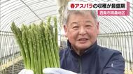 「太く甘くやわらかい」アスパラガス“春芽”　愛媛一の産地・西条で収穫ピーク「肉巻きで食べる」【愛媛】