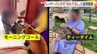 「なんて無茶な！」絶滅危惧種レッサーパンダの出張「モーニングコール」が物議…ライオンと触れ合えるアフタヌーンティーにも批判　中国