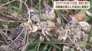 オカヤドカリ約1100匹を海岸に戻す　中国籍の男2人が違法に捕獲か【鹿児島】