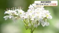 一面の“白いじゅうたん”　県内有数の産地・鳥取市鹿野町でソバの花が満開　まもなく「新そば」の季節へ