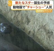 今度は“チャーシュー”の「ムーデーン」？大ブームを巻き起こしたカバの“豚肉団子”の姪が誕生　新たなブームに期待　タイ