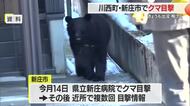 体長50センチ・60センチの子グマか…川西町・新庄市で目撃「駐車場を走って横切った」　山形