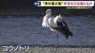 「ここまで増えるとは。幸せな気持ちになってほしい」　絶滅危惧種「コウノトリ」が神戸や明石などで多数目撃　取材班がその姿を求め現地調査　豊岡での地道な繁殖活動から“復活”へ