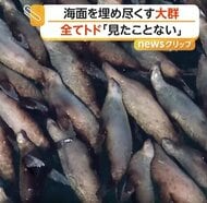 約100頭！海面ぎゅうぎゅうにトドの大群　繁殖期のニシン狙い集結か　この季節だけの貴重な光景　北海道