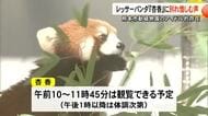 愛くるしい表情でアイドル的な存在　レッサーパンダの『杏香』に別れ惜しむ声【熊本】