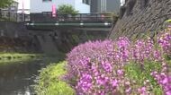 川辺を彩る紫のじゅうたん　福井市底喰川でミソハギの花が見頃　大雨で冠水も、折れることなく青空に向かい可憐な花　8月中旬まで