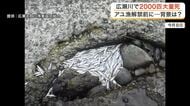 広瀬川で２０００匹以上のアユが大量死　水量の低下で酸欠状態になったか　今年はアユの遡上量が例年の６倍