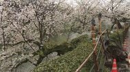 千鳥ヶ淵で「桜の木が倒れている」交番に報告　けが人や通行止めなどなし　九段下駅から約650m　都内有数お花見スポット