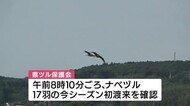 今シーズン初 ナベヅルの渡来確認 鹿児島・出水平野