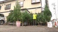 木のぬくもり感じて 子どもたちへ秋田スギのクリスマスツリー 秋田