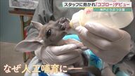 命の危機だった赤ちゃんカンガルー「コゴロ―」がデビュー　母の袋から出て「人工哺育」　神戸どうぶつ王国【大阪発】