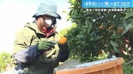 お手伝い×旅で「おてつたび」　人手不足の農園で柑橘を収穫し報酬で観光…“地元の暮らし”を楽しむ【広島発】