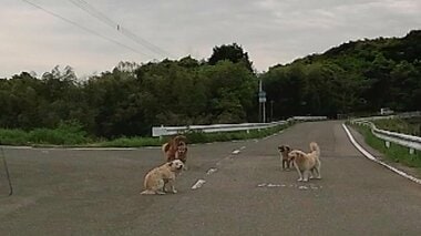 ５匹のイヌが道路の真ん中に突如出現　路上でのんびり座り込む犬も　車は一時停止して“…