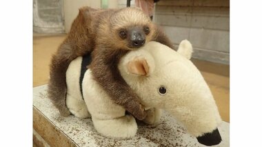 ナマケモノの赤ちゃんの体重測定が可愛すぎる…なぜコアリクイのぬいぐるみ?理由を聞いた