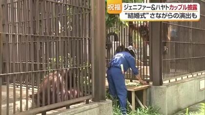 とべ動物園「ジェニファー」＆「ハヤト」そろって初のお披露目　気になって…急接近の日は近い？【愛媛】