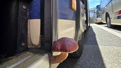 そんなことある？京王バスの乗降口から立派なキノコがにょっきり…担当者「自然豊かな地域を走行しておりますので…」
