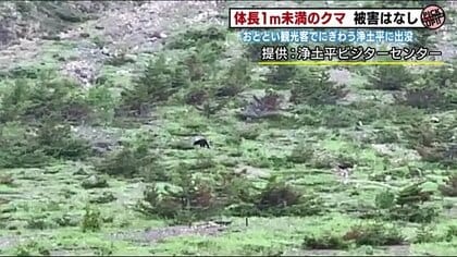 推定7000超生息か…増えるクマ「カメラトラップ」で捉え個体識別【福島発】