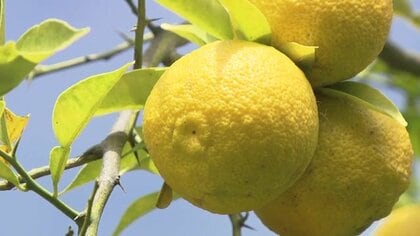「上の方はチーズの甘味で最後の方はユズの味」11年間処分の無念乗り越えスイーツに！福島市信夫山「北限のゆず」