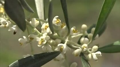 約２０種類・２０００本のオリーブが植えられた「道の駅」でオリーブの花が見頃【香川・小豆島町】