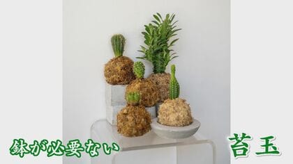 苔玉に魅せられた若き3人組 癒しの空間を生み出す観葉植物農家の挑戦 5月には夢の店舗をオープン予定【福岡発】