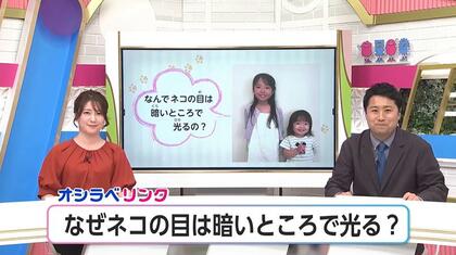 なぜネコの目は暗いところで光る？7歳女児の疑問に獣医師が解説、夜の動物園で見てみると…多くの動物の目が光っていた