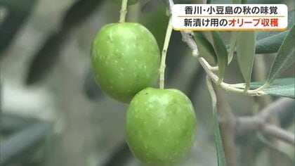 大きく育ちました　小豆島オリーブ公園でオリーブの収穫始まる【香川】