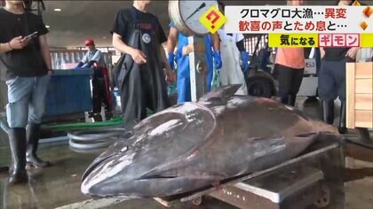 【歓喜とため息】新潟で“160kg超え”クロマグロやマカジキの大物　愛媛ではクラゲ大量発生でシラス漁獲量減少
