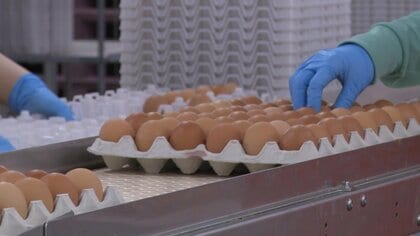 卵の高値はいつまで続く？「昔の相場はたぶん二度とこない」飼料高騰に鳥インフルエンザ…負担にあえぐ業者の本音【宮崎発】