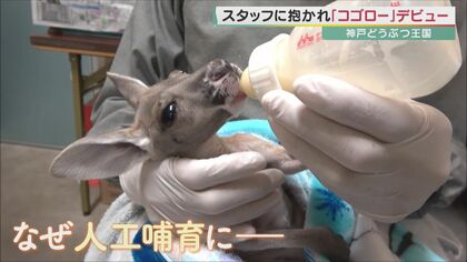 命の危機だった赤ちゃんカンガルー「コゴロ―」がデビュー　母の袋から出て「人工哺育」　神戸どうぶつ王国【大阪発】