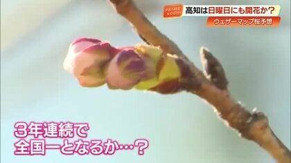 高知の桜、3月15日に開花の予想　3年連続全国トップか