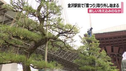 金沢駅・鼓門で春を呼ぶ「雪吊り外し」始まる　作業は今月25日まで
