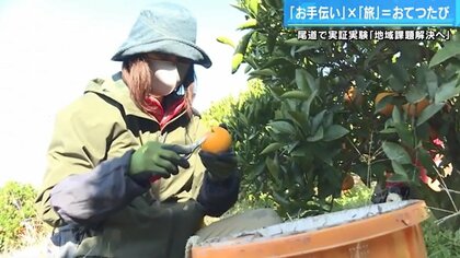 お手伝い×旅で「おてつたび」　人手不足の農園で柑橘を収穫し報酬で観光…“地元の暮らし”を楽しむ【広島発】