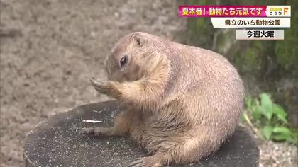 夏本番「のいち動物公園」動物の様子を紹介！脳性まひ抱えるチンパンジー「ミルキー」の誕生日会も